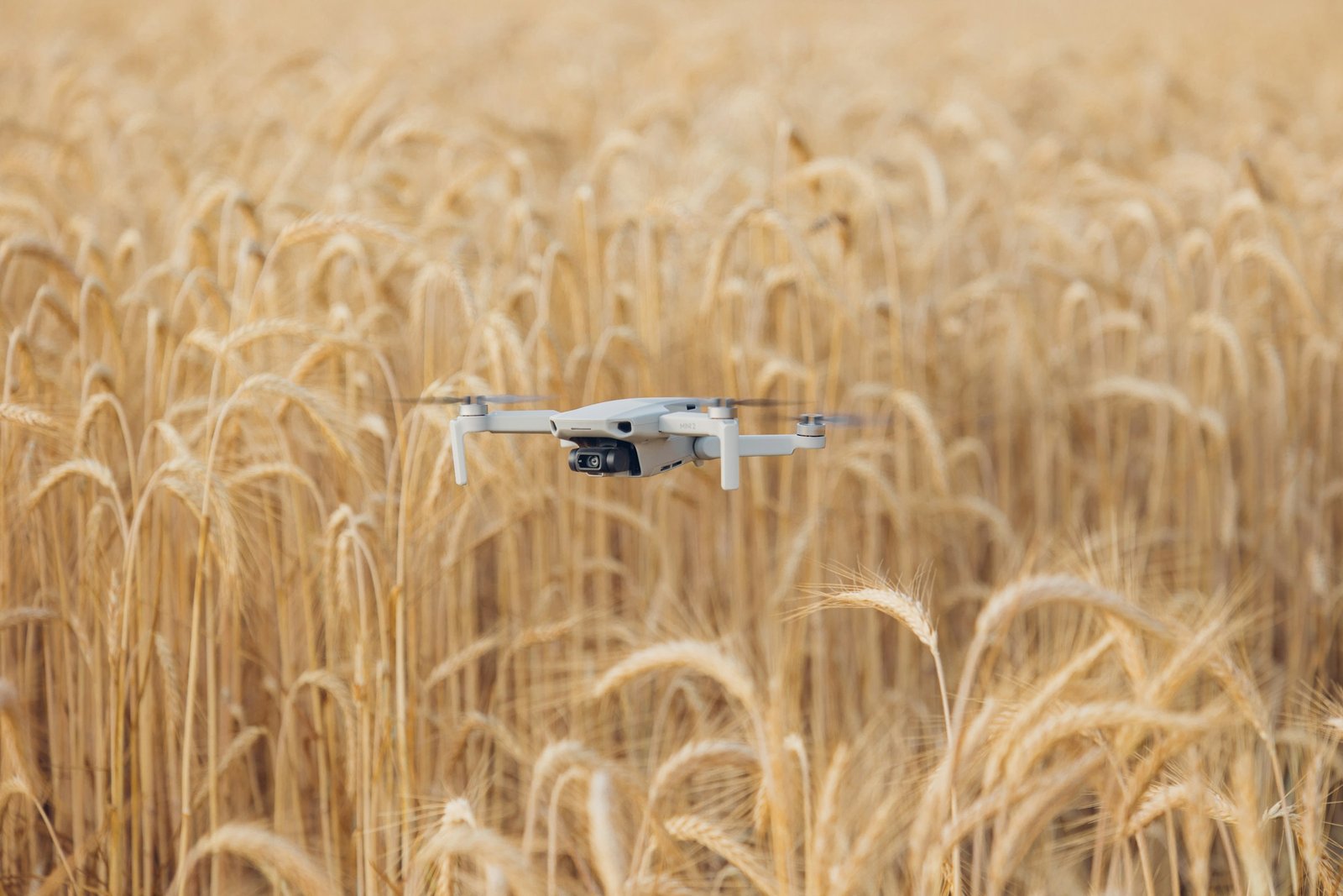 Buğday tarlası üzerinde uçan drone